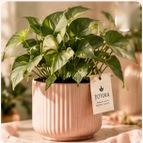 Fluted ivory ceramic planter with drainage tray