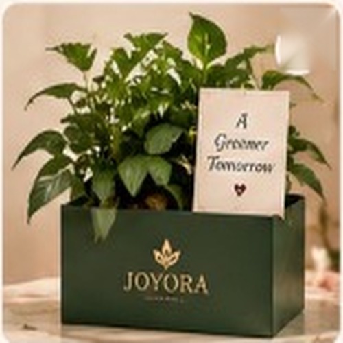 Plant gift set with organic fertilizer, misting bottle and money plant