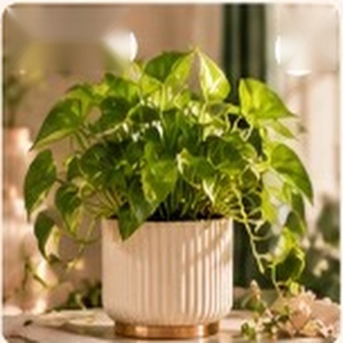 Good Luck Money Plant in fluted cream ceramic planter