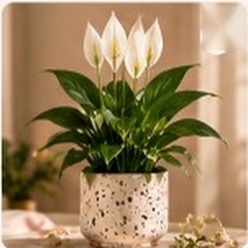 Peace Lily in premium ceramic pot with white bloom